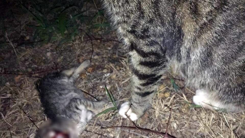 Antalya’da vahşet: 20 kedi katledildi