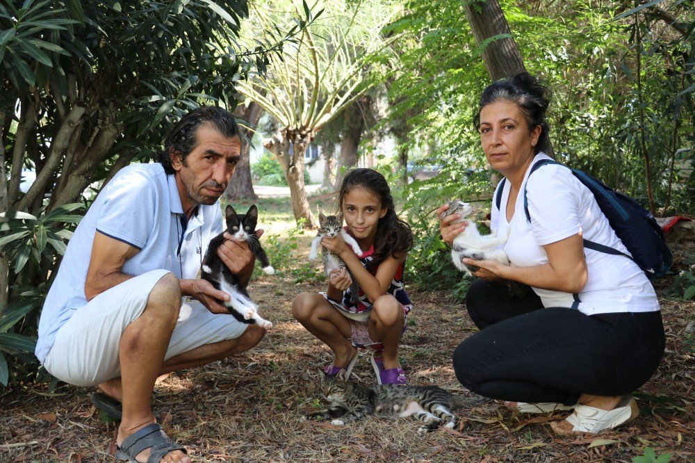 Antalya’da kedi katliamı