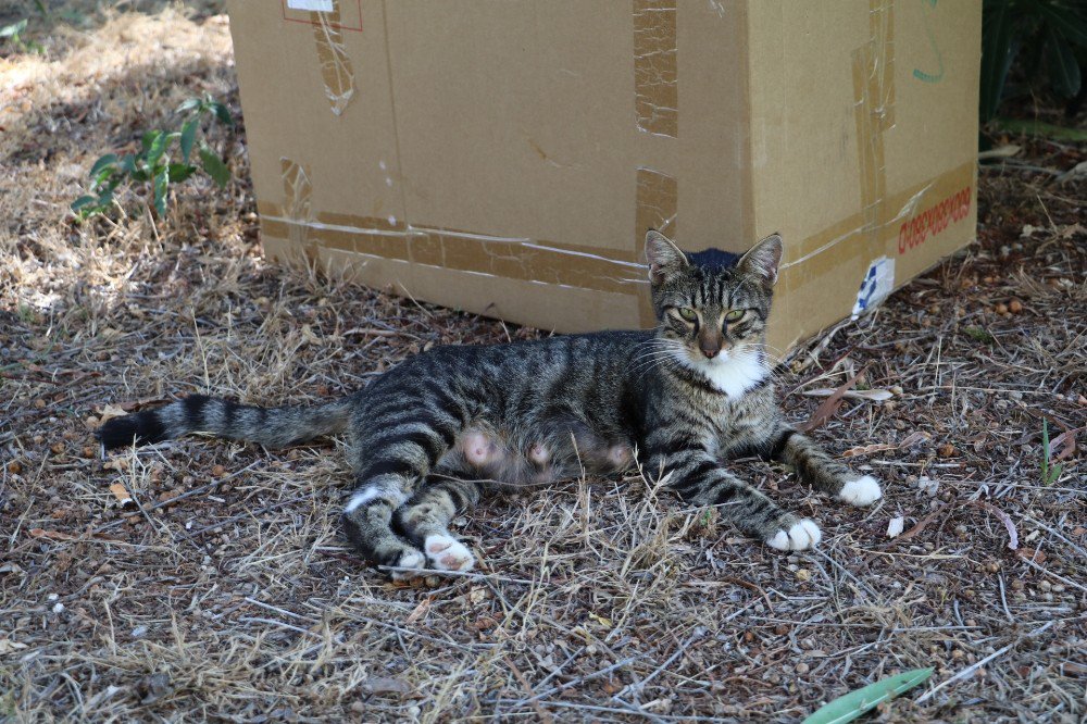 Antalya’da kedi katliamı