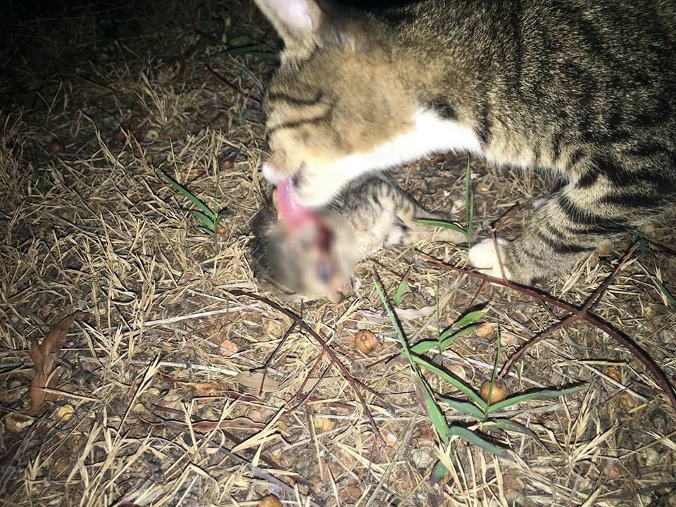 Antalya’da vahşet: 20 kedi katledildi