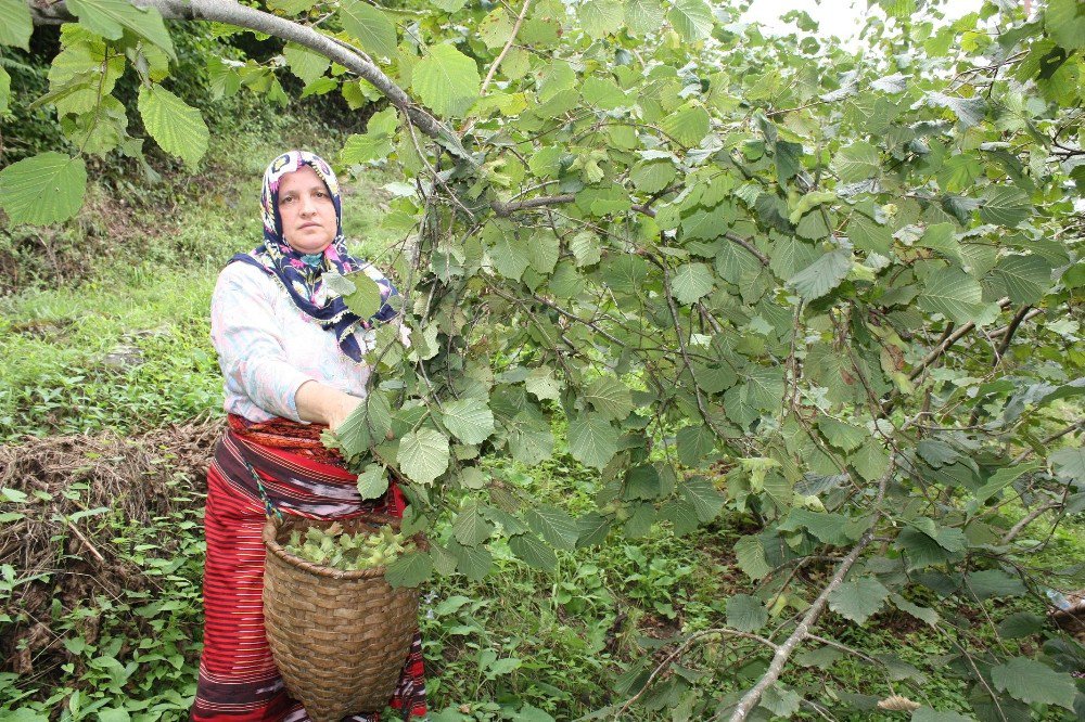 Giresun’da sahil kesiminde fındık hasadı başladı