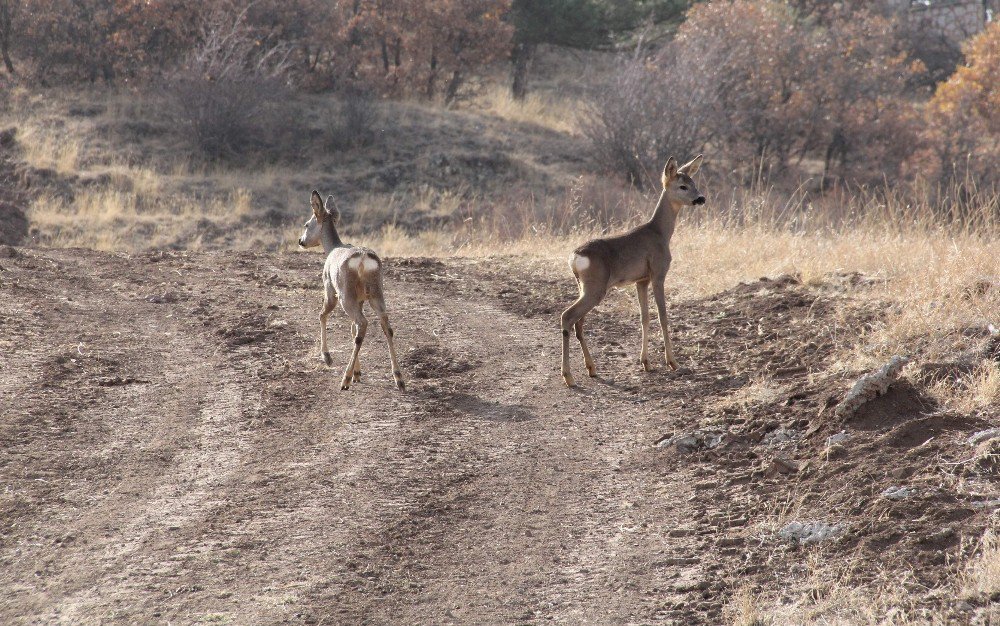 Çorum fauna tanıtım alanında hayvan popülasyonu artıyor