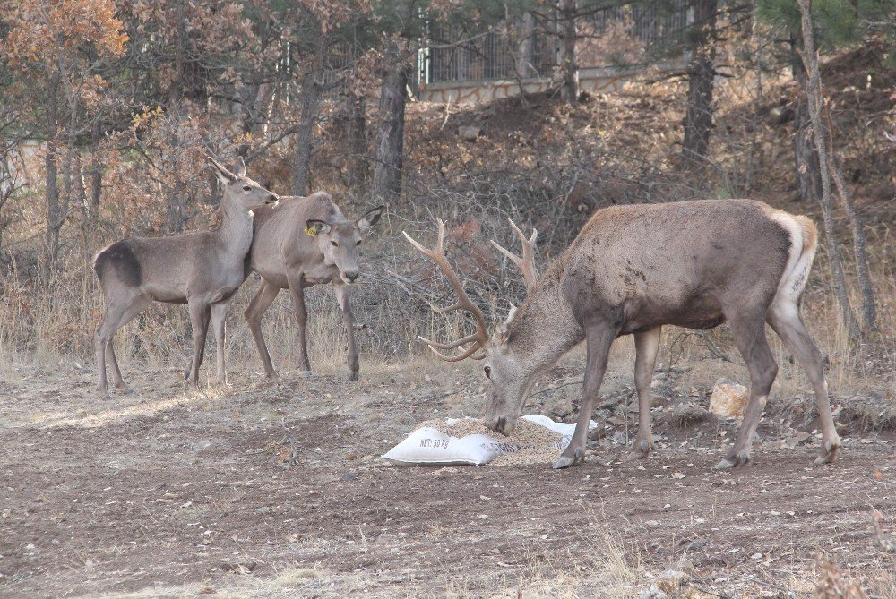 Çorum fauna tanıtım alanında hayvan popülasyonu artıyor