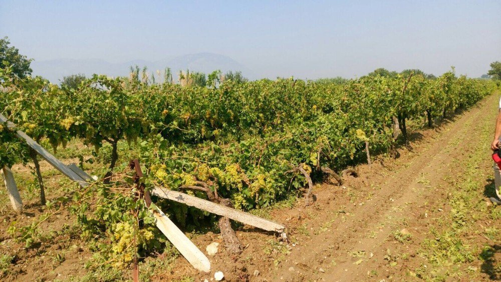 Dolu yağışı üzüm bağlarını vurdu