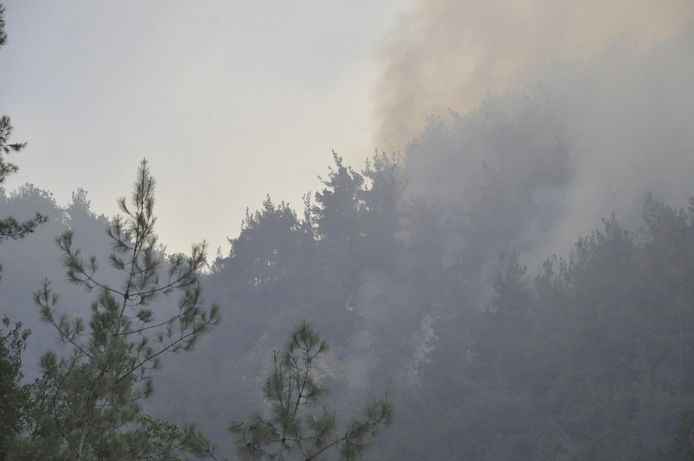 Hatay’da orman yangını