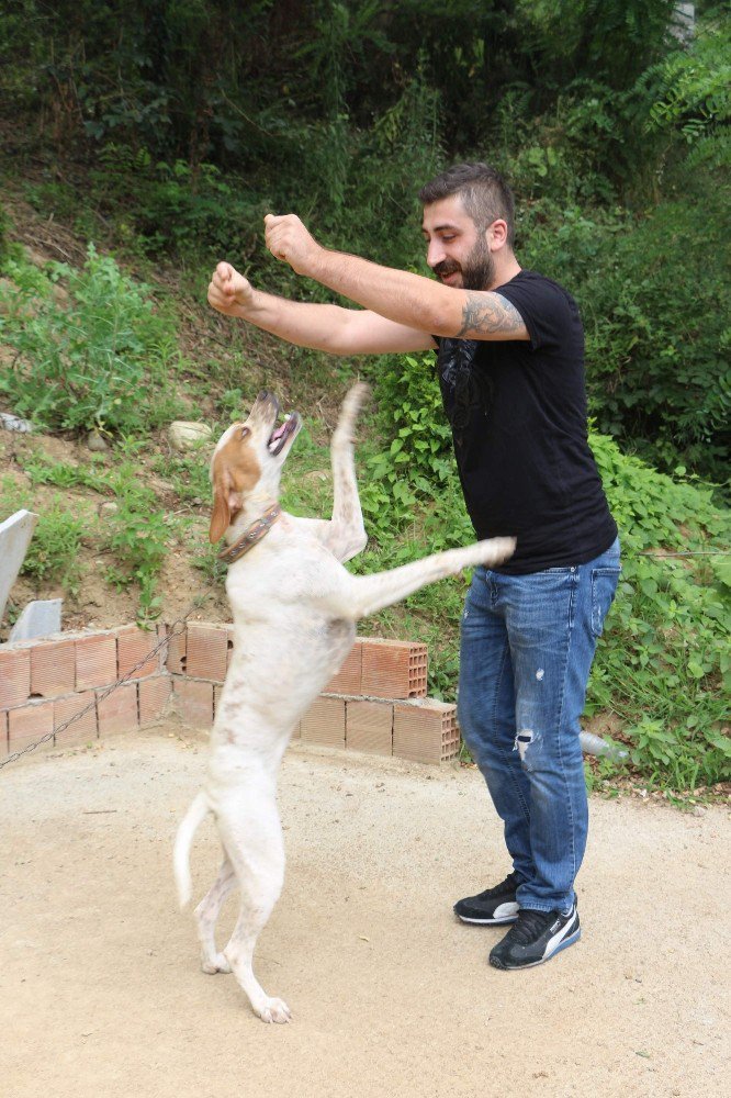 Trabzon’da sahibiyle müzik eşliğinde kolbastı oynayan köpek şaşırtıyor