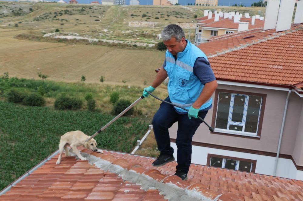 Çatıda mahsur kalan köpek kurtarıldı