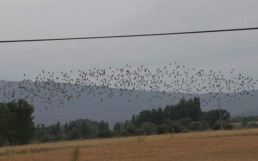 Kuşların muhteşem dansı