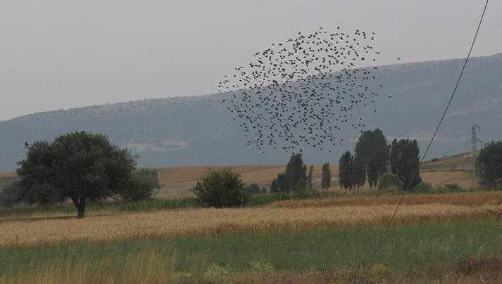 Kuşların muhteşem dansı