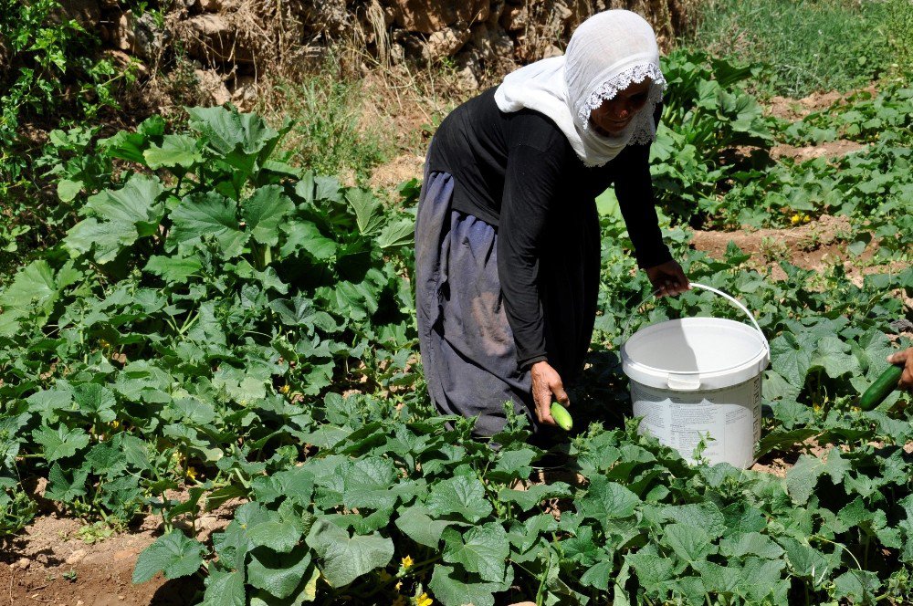 200 yıllık geleneği sürdüren köylüler hasta olmuyor