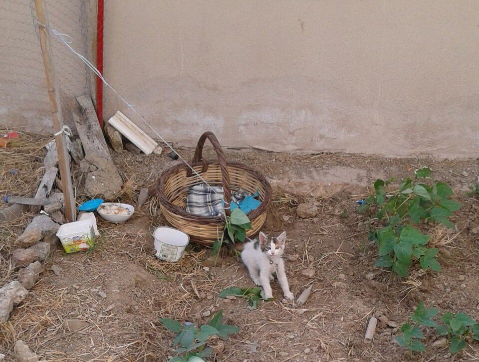 Milas’ta kedi yavrusunu iple bağladılar