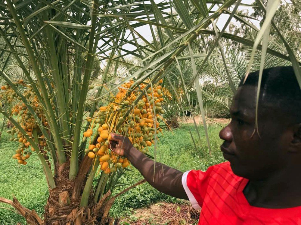Sudan’da hurma mevsimi