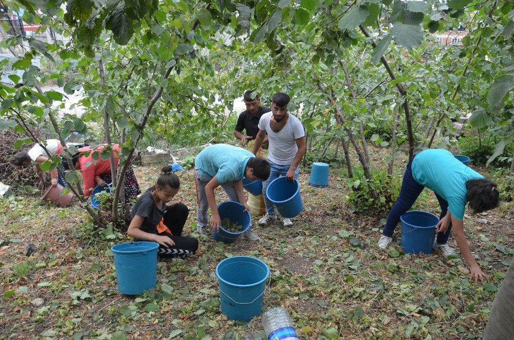 Karadeniz’de fındık hasadı