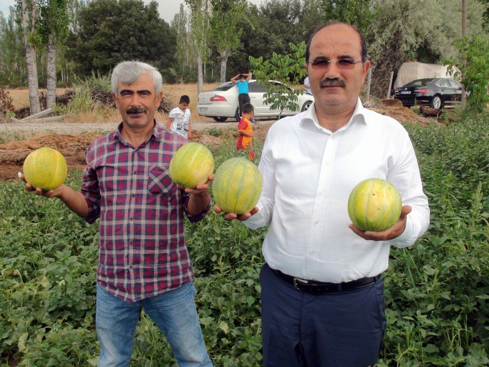 Muz tadındaki ’Bağrıbütün’ kavunu tescillenecek