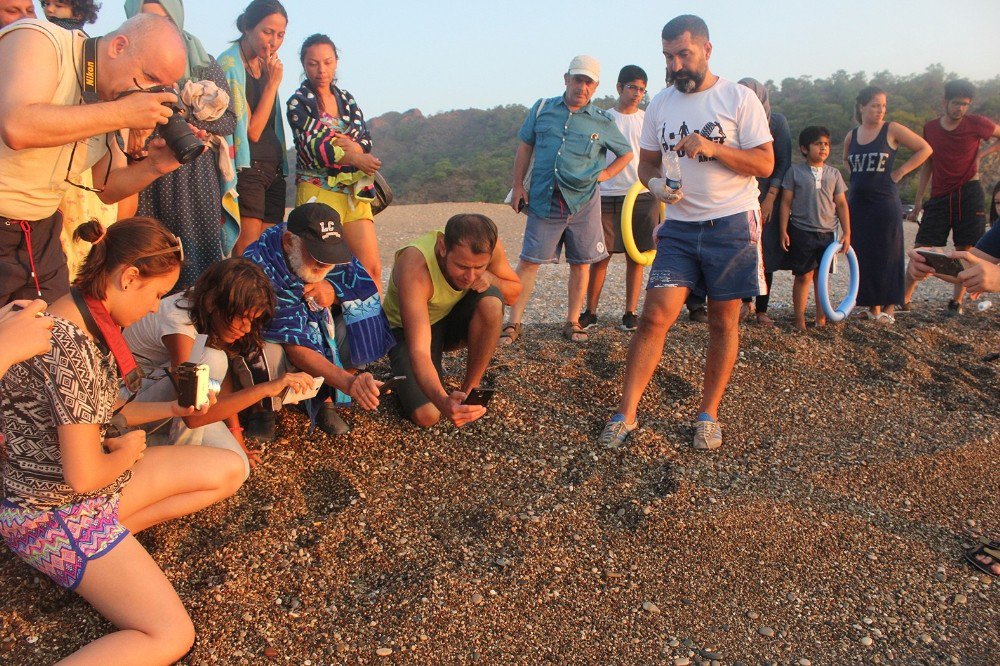 Yavru caretta caretta’lar denizle buluştu