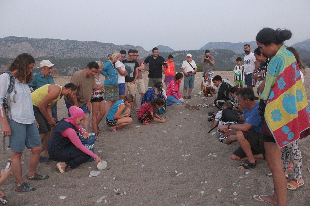 Yavru caretta caretta’lar denizle buluştu