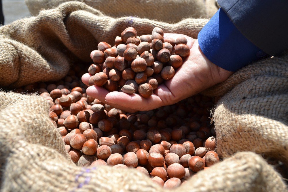 Kabuklu kuruyemiş kilo düşürüyor