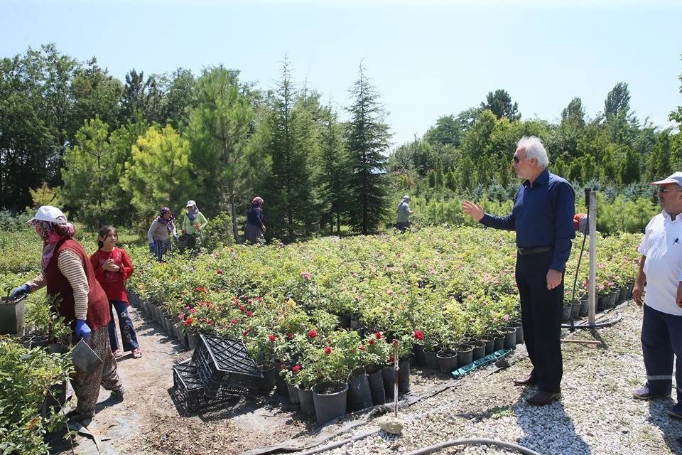 Perli Fidanlığında 10 bin gül, 100 bin menekşe