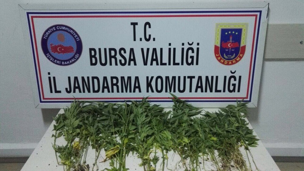 Bursa’da 255 kök Hint keneviri ele geçirildi