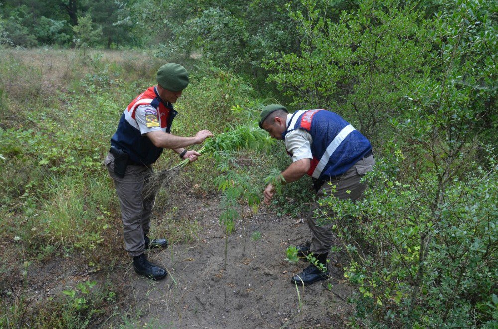 Bursa’da 255 kök Hint keneviri ele geçirildi