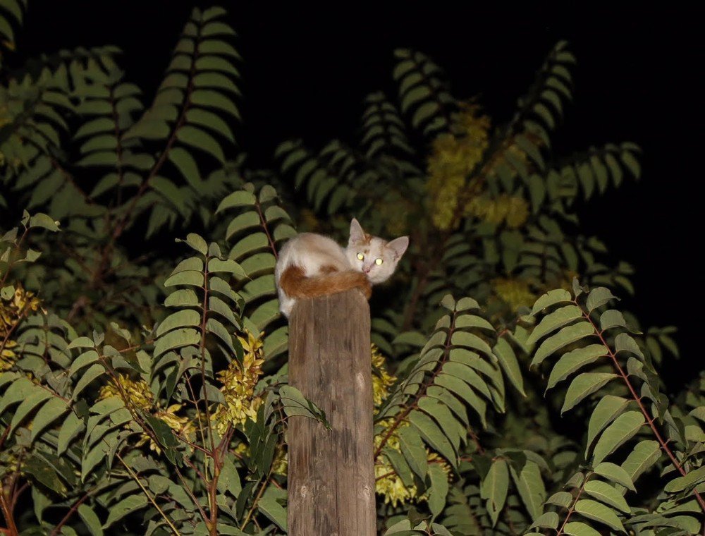 Direkte mahsur kalan kediyi itfaiye kurtardı