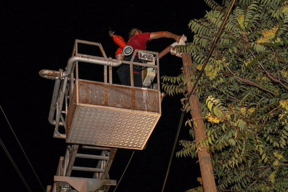 Direkte mahsur kalan kediyi itfaiye kurtardı