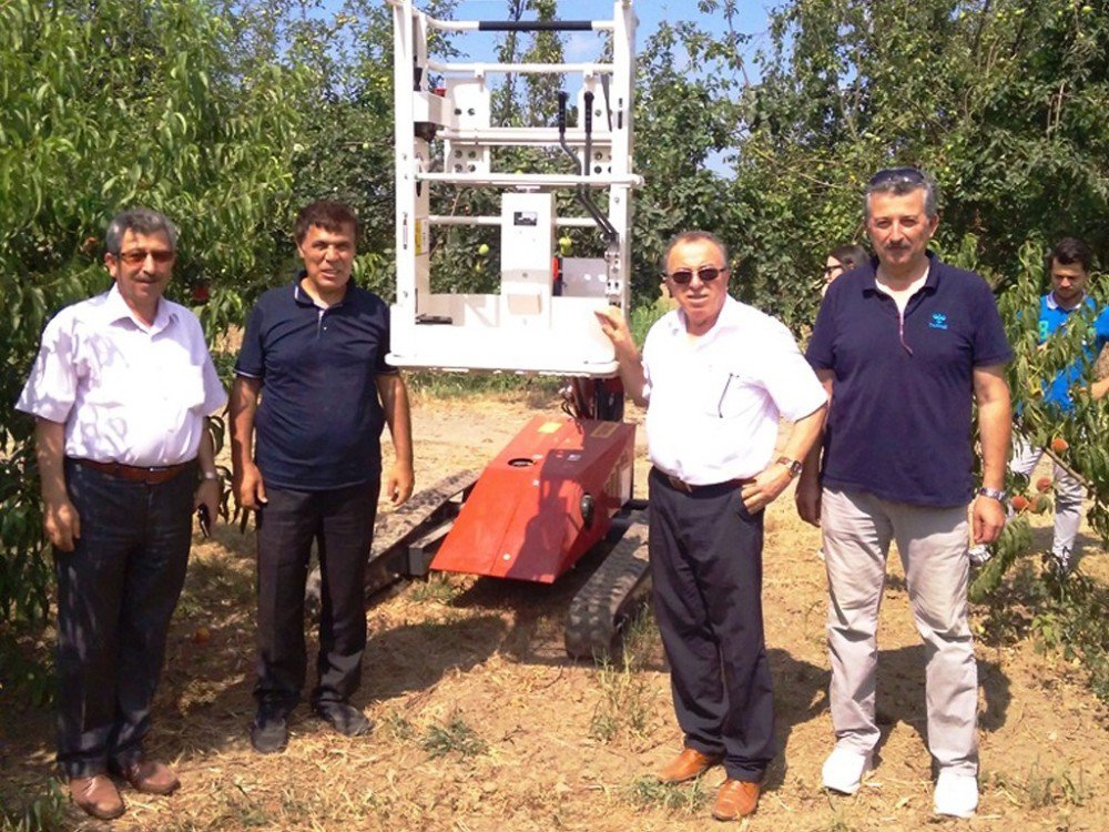 Çarşamba Ovası’nda şeftali üretimi artıyor