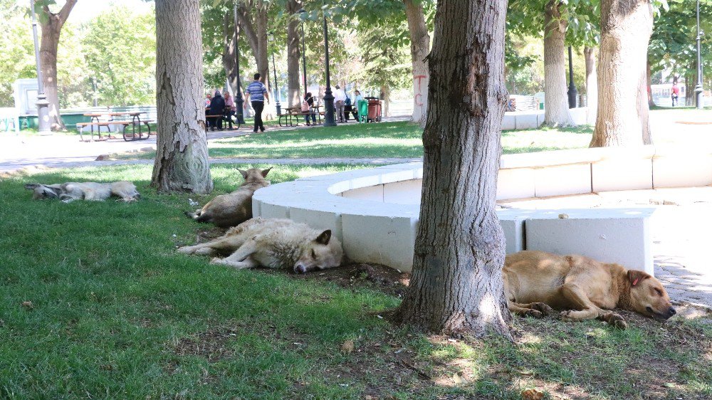 Kavurucu sıcak hayvanları da olumsuz etkiliyor