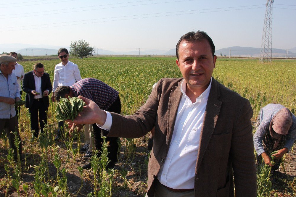 Başkan Soylu, vatandaşlarla buluşup tütün kırdı