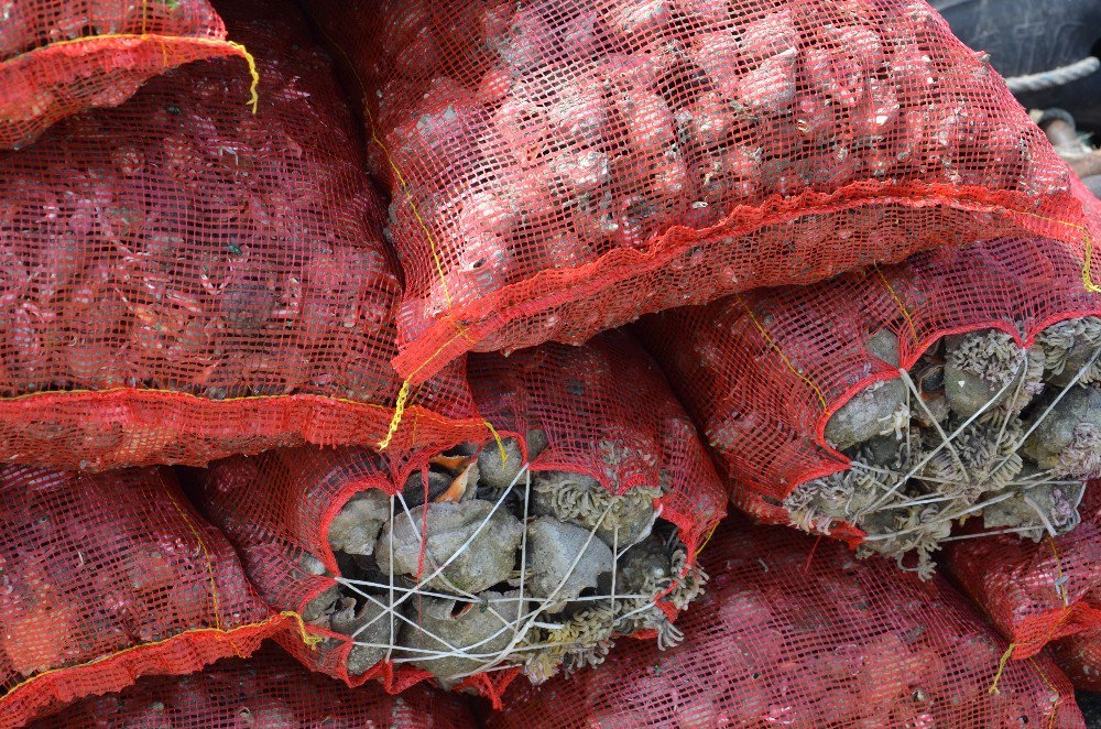 Karadeniz dibinden toplayıp Uzakdoğu’ya satıyorlar