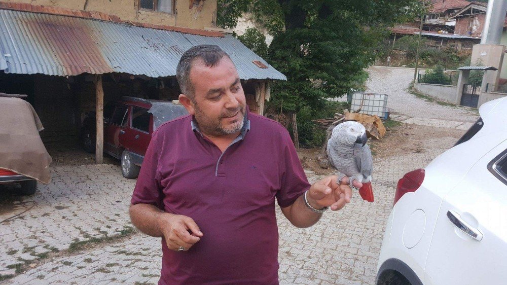 Köydeki papağan ilgi odağı oldu