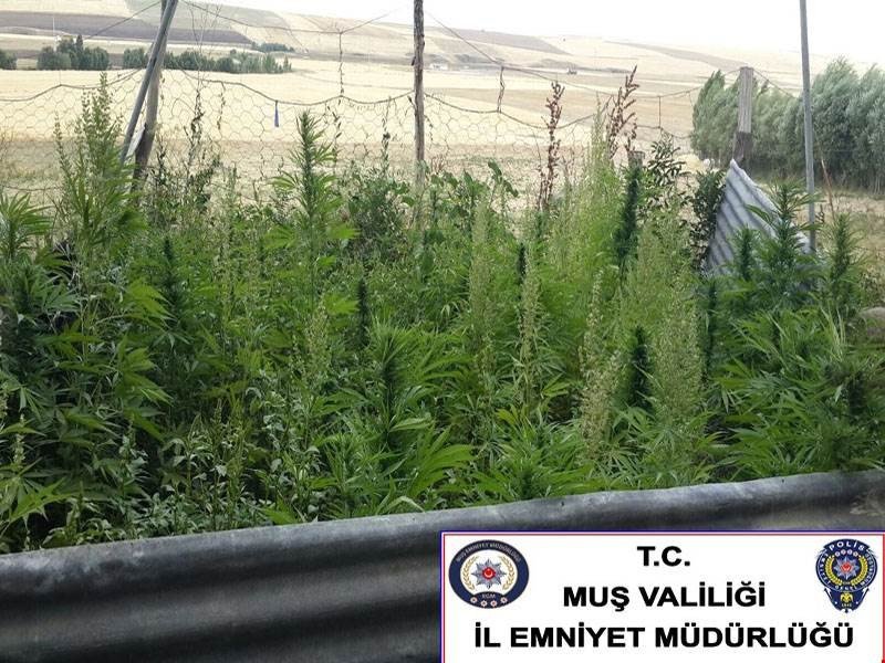 Muş’ta uyuşturucu operasyonu