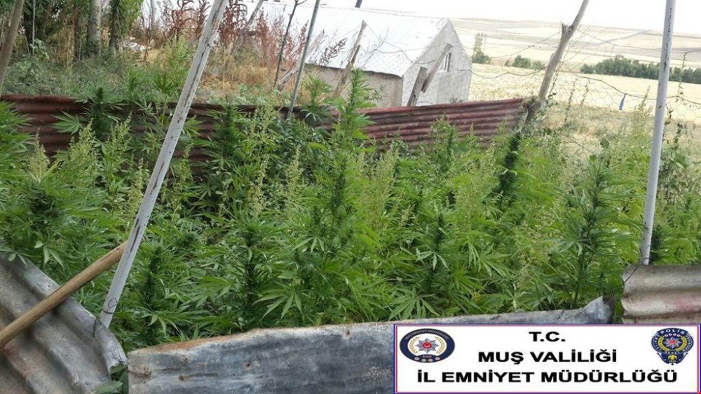 Muş’ta uyuşturucu operasyonu