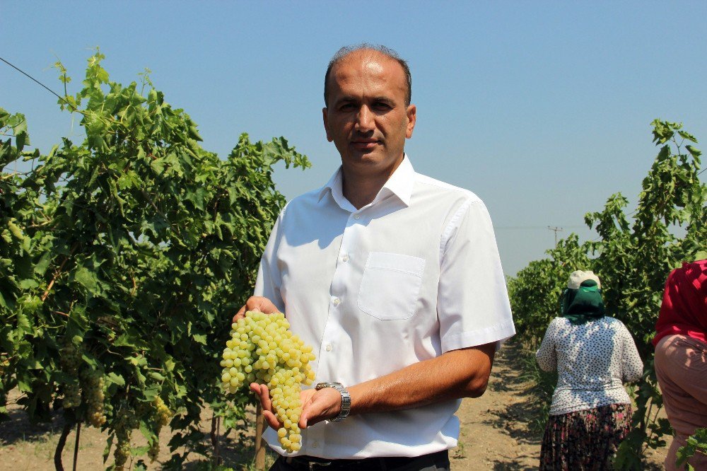Sultani üzümde ihracat yarın başlıyor