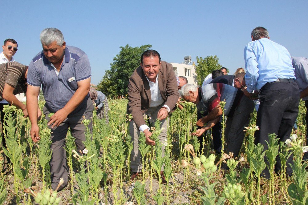 Başkan Soylu, vatandaşlarla buluşup tütün kırdı