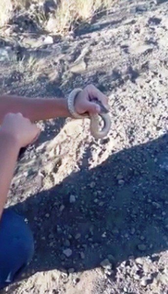 Cesur genç yılanı eli ile yakaladı