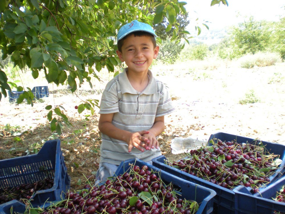 Pazarlar’da vişne sezonu sona erdi