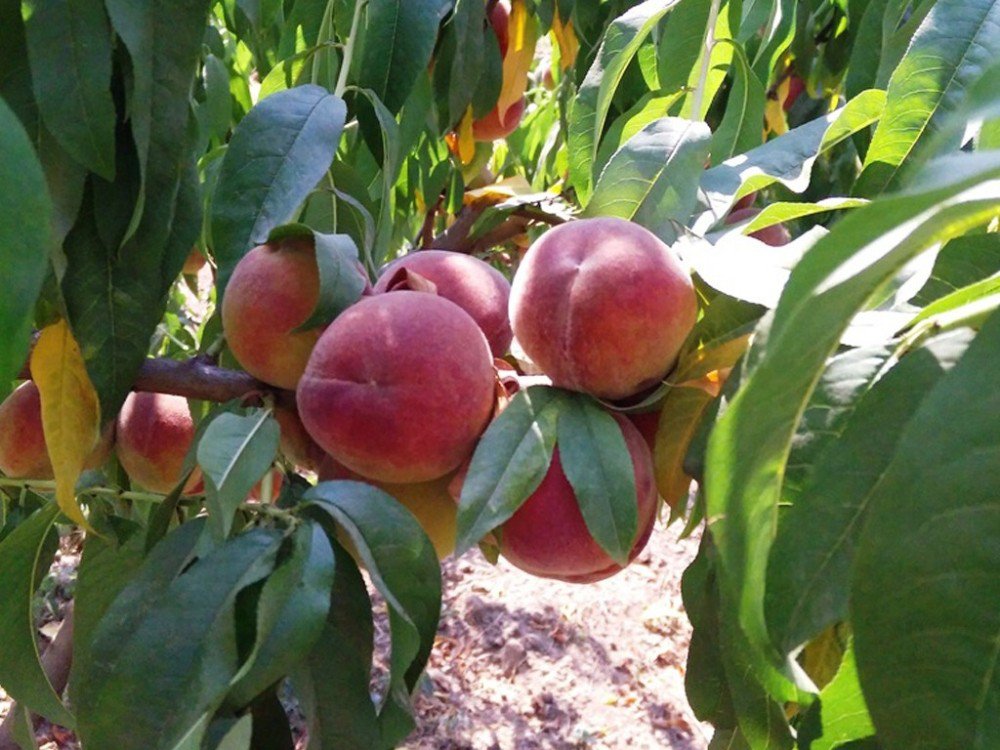 Çarşamba Ovası’nda şeftali üretimi artıyor