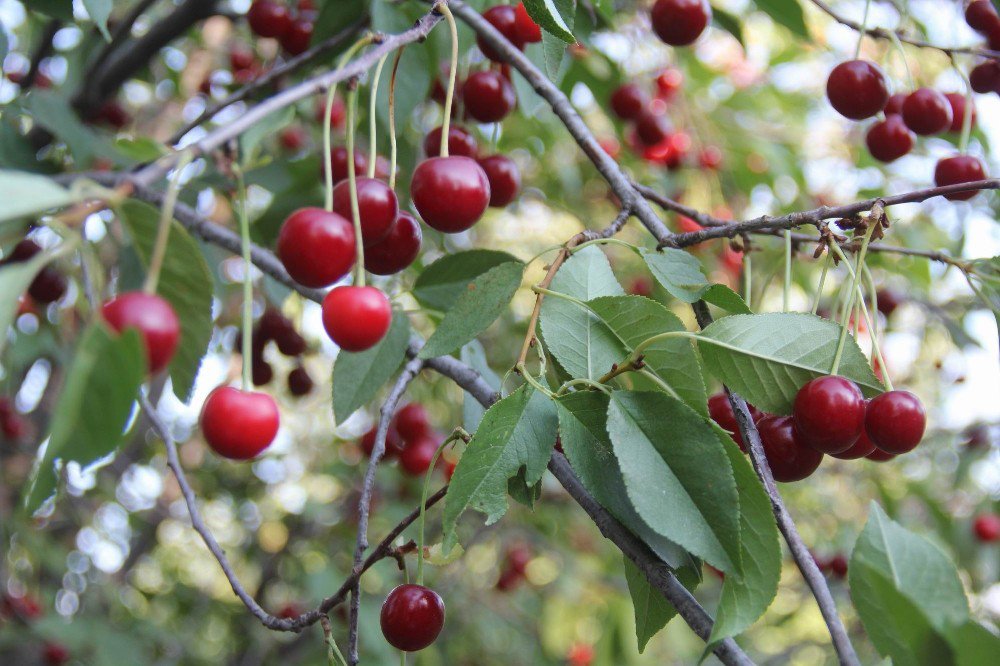 40 ton vişne ağaç dallarında çürüyor