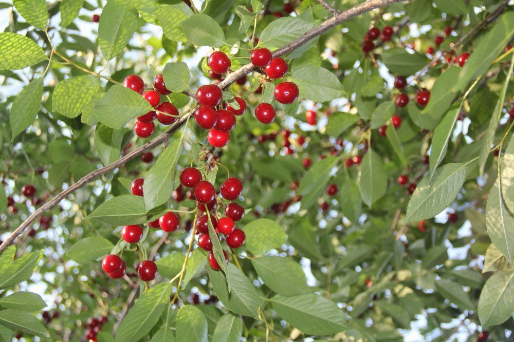 40 ton vişne ağaç dallarında çürüyor