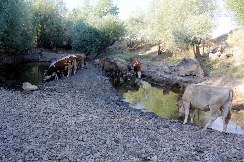 Çöl sıcakları nehri kuruttu