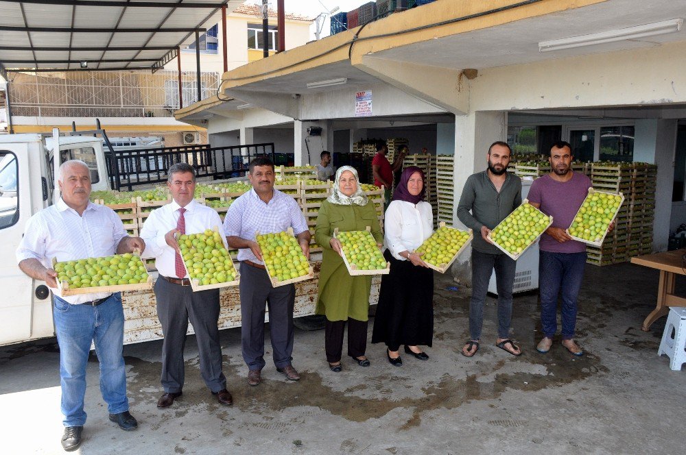 İncirin başkenti Aydın’da taze incir ihracat başladı