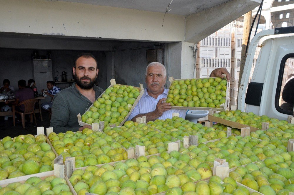 İncirin başkenti Aydın’da taze incir ihracat başladı
