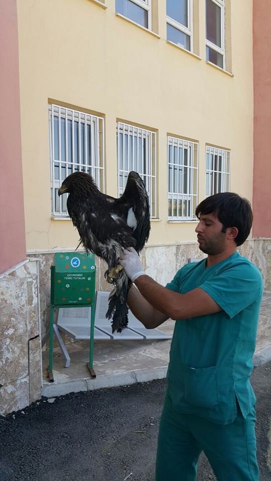 Yaralı olarak bulunan kaya kartalı tedavi altına alındı