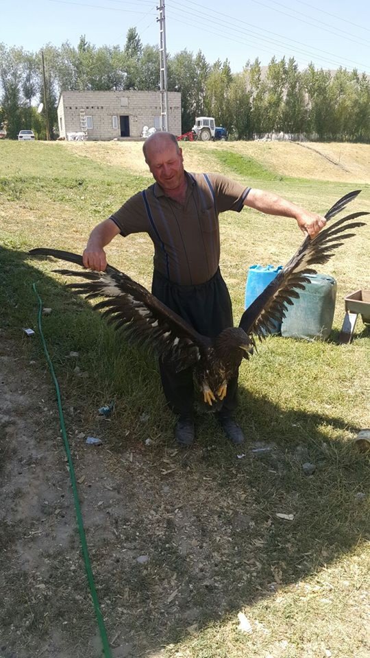 Yaralı olarak bulunan kaya kartalı tedavi altına alındı