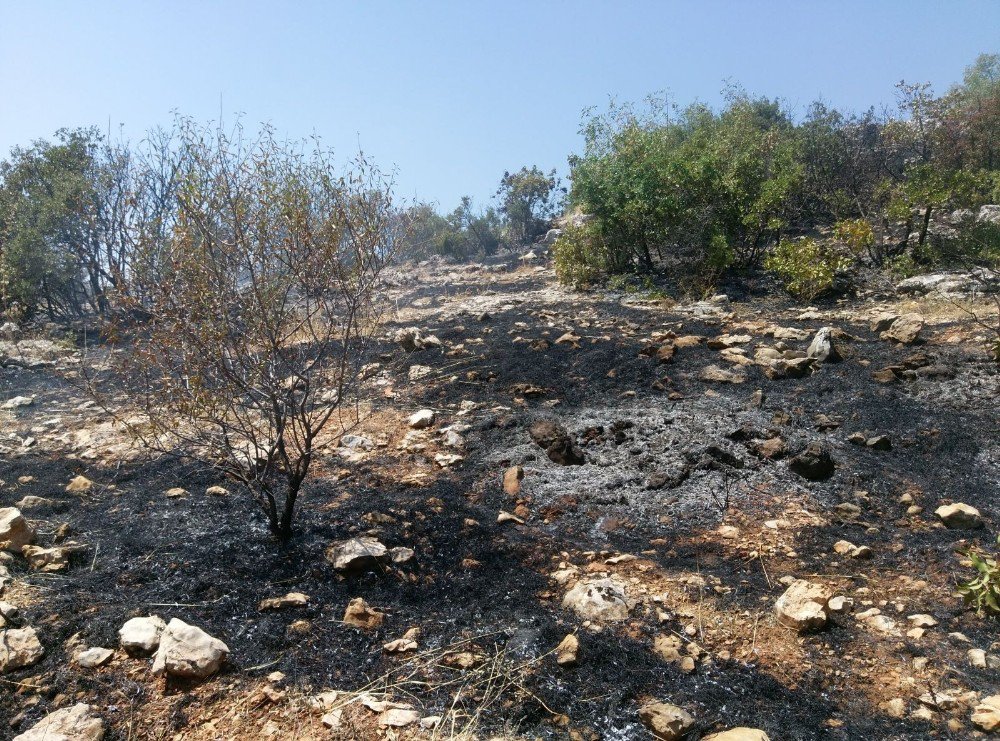 Besni’de 3 dönüm orman alanı yandı