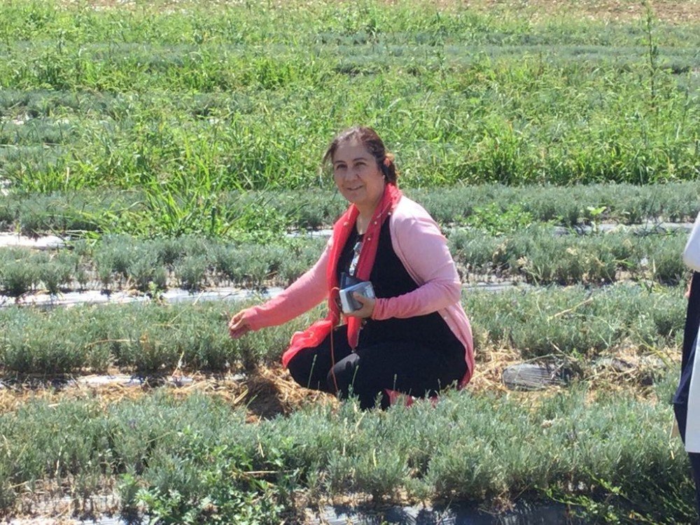 Ceritoğlu, aromatik tıbbi bitkiler için Fransa’ya gitti