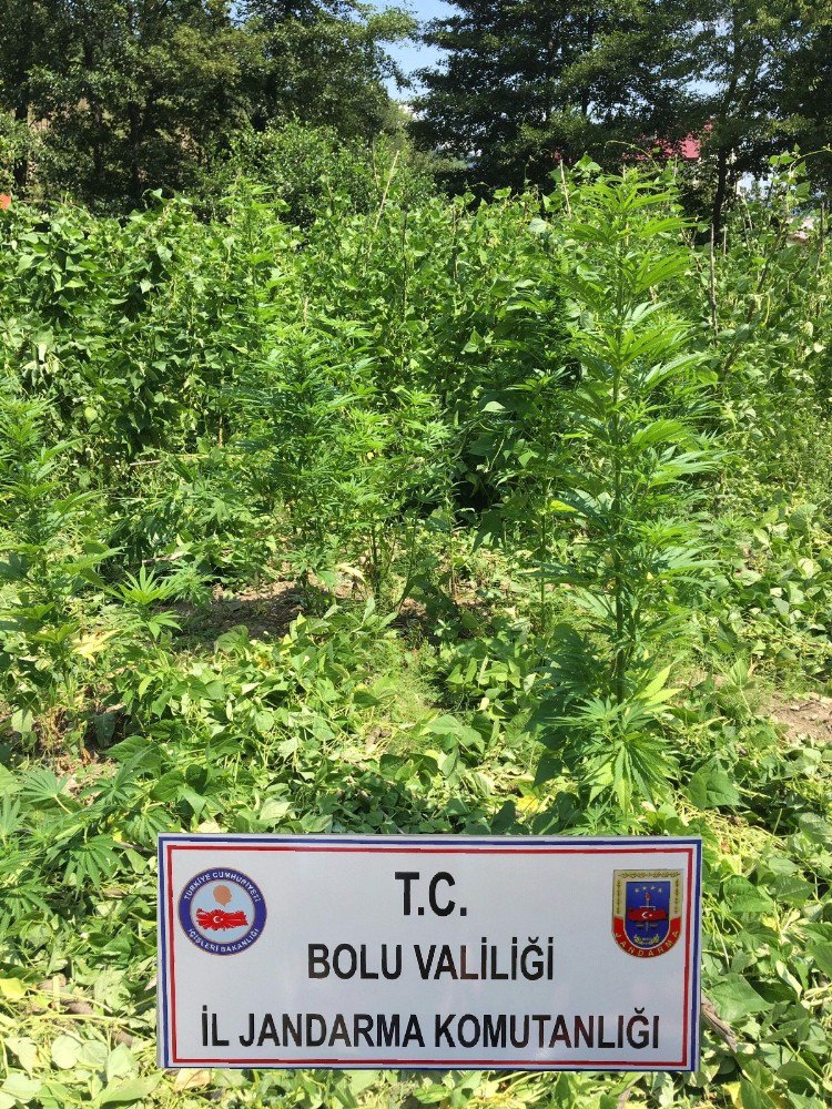 Bolu’da 72 kök kenevir ele geçirildi