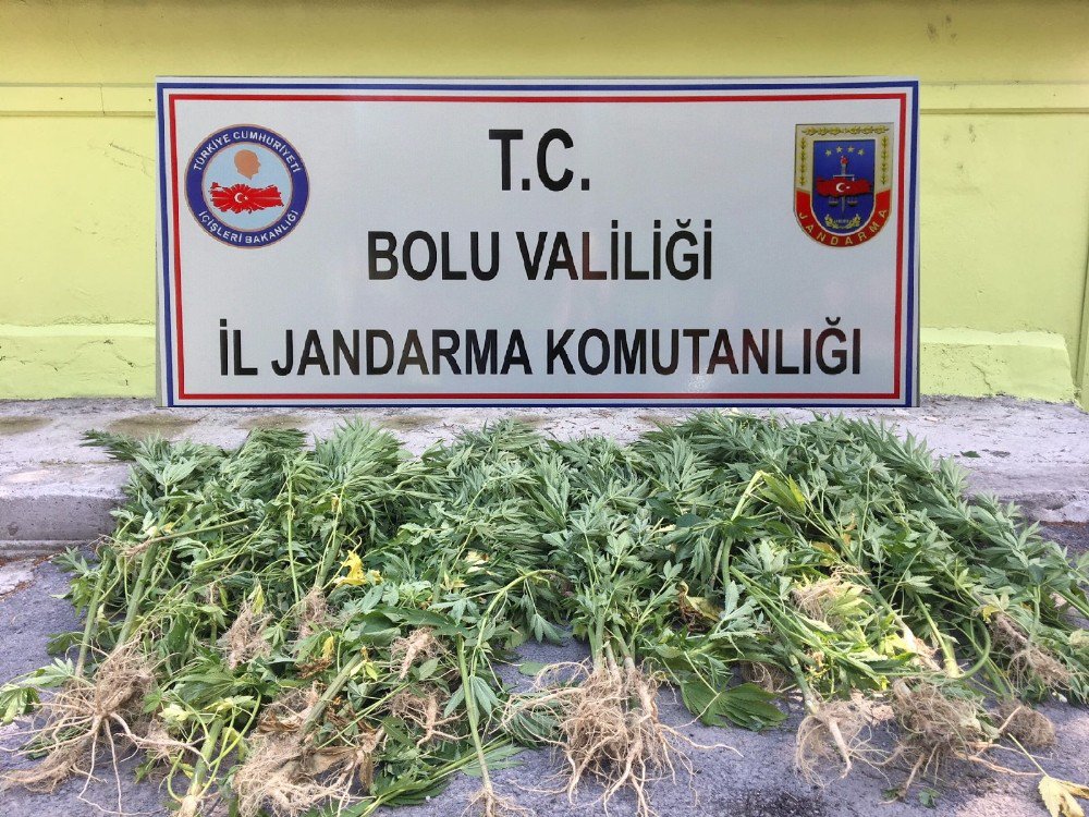 Bolu’da 72 kök kenevir ele geçirildi