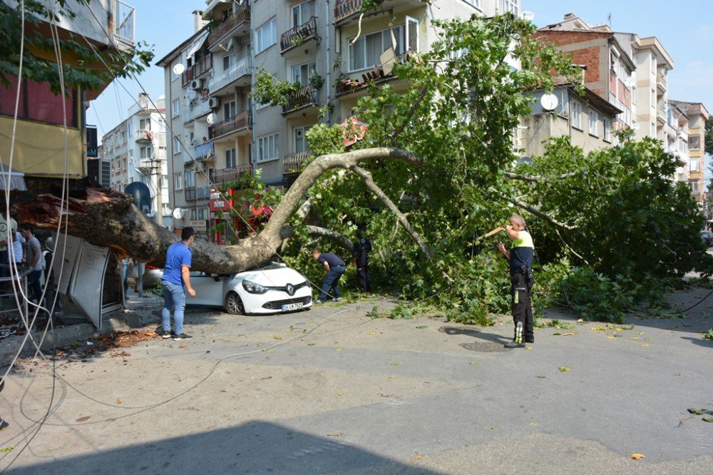 Tarihi çınar araçların üzerine devrildi: 1 yaralı